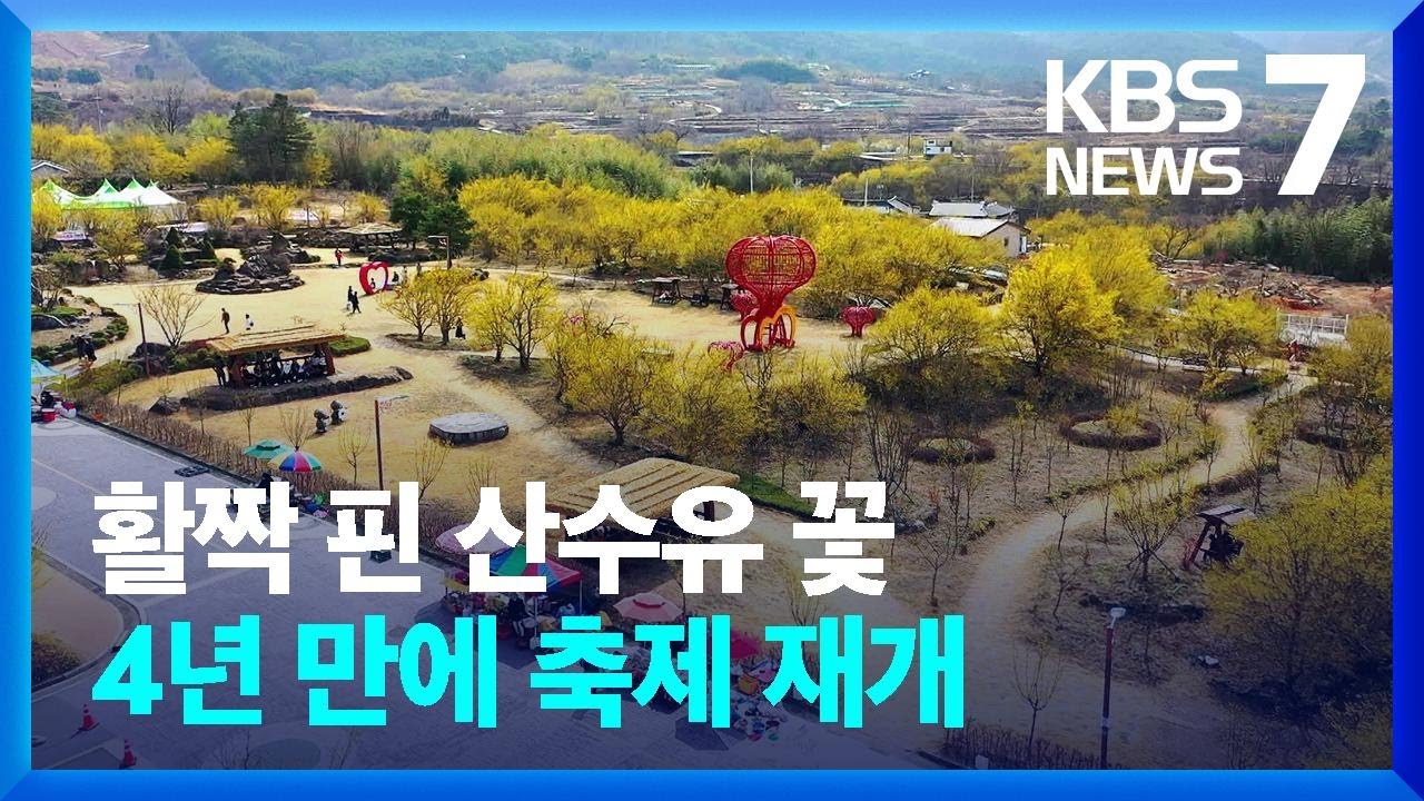 남녘 산수유 꽃 활짝…4년 만에 축제 재개 / KBS  2023.03.09.