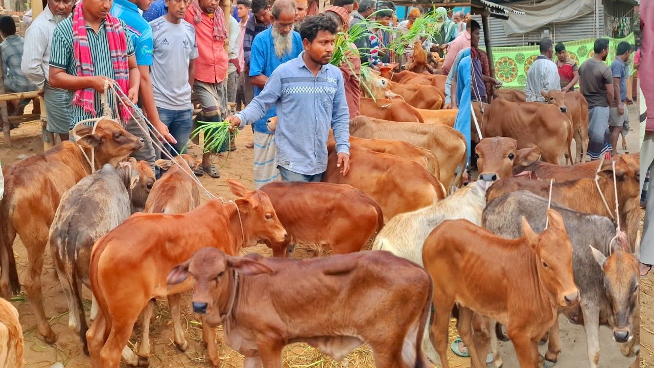 আজ ২৬/১২/২৫ | রেকর্ড সংখ্যক ভরপুর আমদানি!  সবচেয়ে ছোট ছোট ষাঁড় ও বকনা বাছুর গরুর দাম | আমবাড়ী হাট 