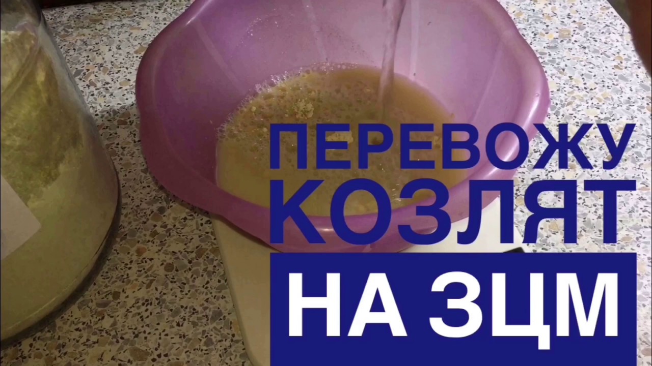ПЕРЕХОД НА ЗЦМ, перевод козлят на заменитель молока