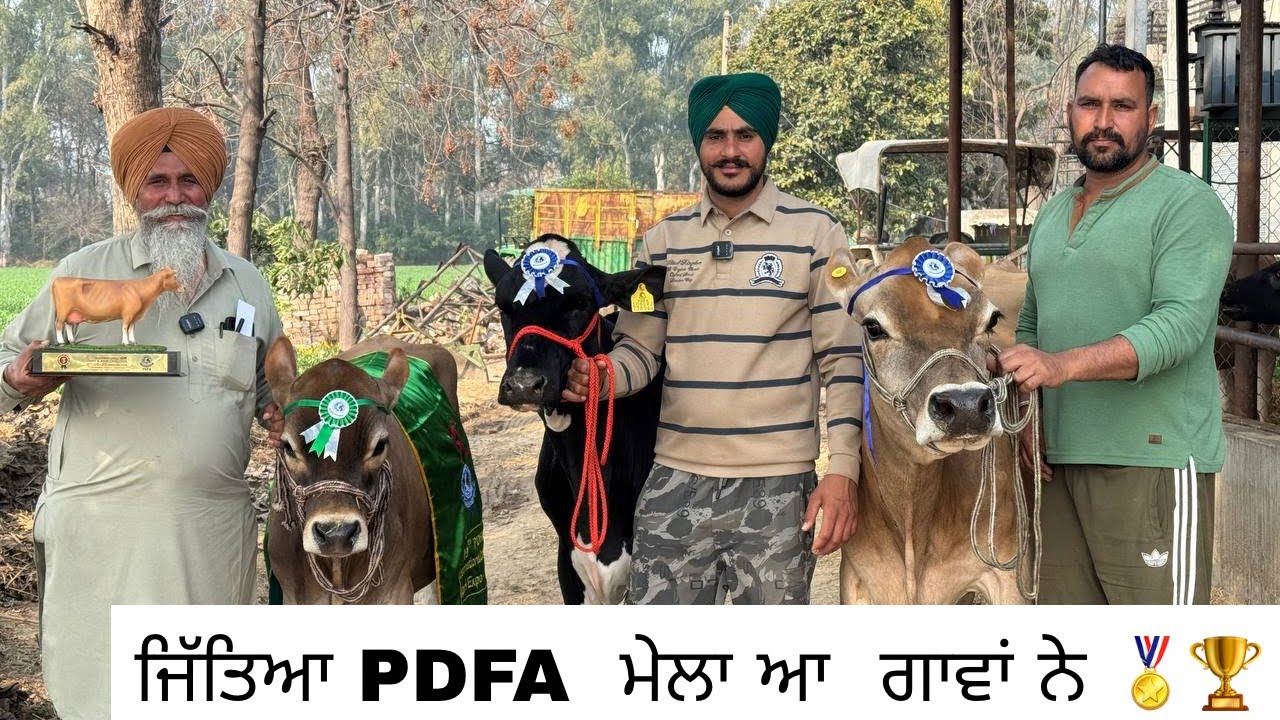 🏆 WINNER COWS OF AULAKH DAIRY FARM IN PDFA MELA ,pdfa ਮੇਲਾ ਜਿੱਤਿਆ 🏆 ਗਾਵਾਂ ਨੇ | AULAKH DAIRY FARM 