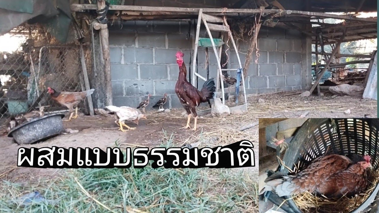 ผสมไก่ชนแบบธรรมชาติ สมบูรณ์มาก