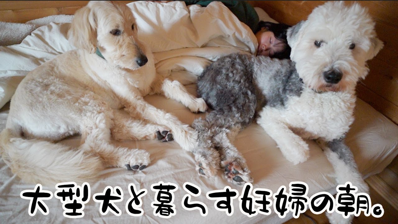 大型犬と妊婦の田舎暮らしモーニングルーティン。