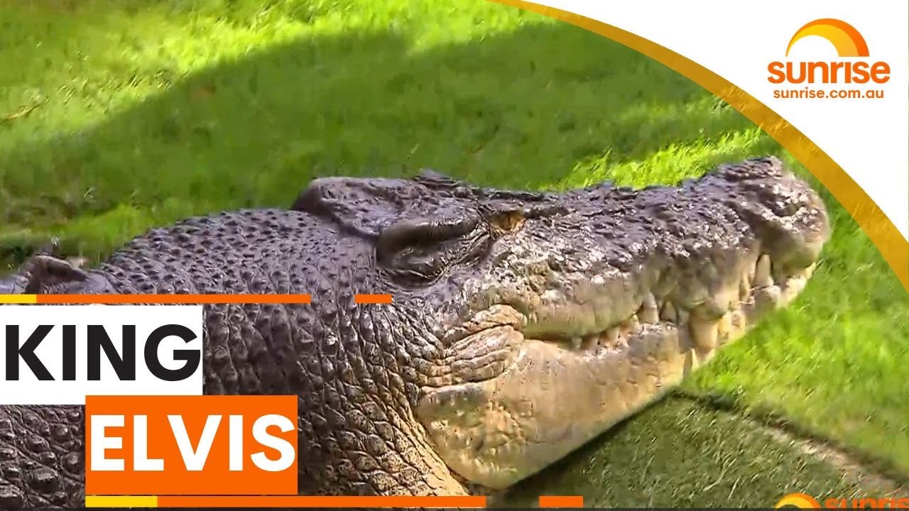 Here's why Elvis is Australia's king of the coast | Sunrise
