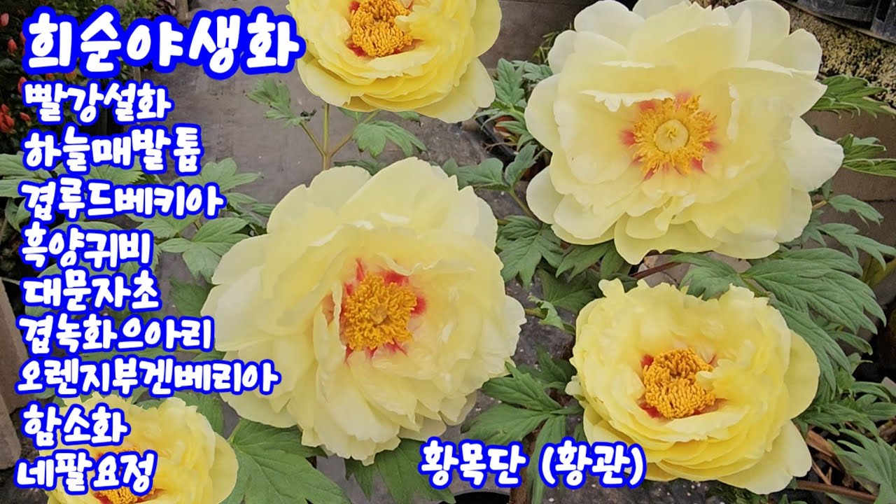 #희순야생화 3.20#설화3색#하늘매발톱5색#겹루드베키아#흑양귀비#대문자초#겹녹화으아리#주황부겐베리아#함소화#풍경버버리스#목가가미#샤린마이#핑크단사#네팔요정#목단#오데마리#수사해당