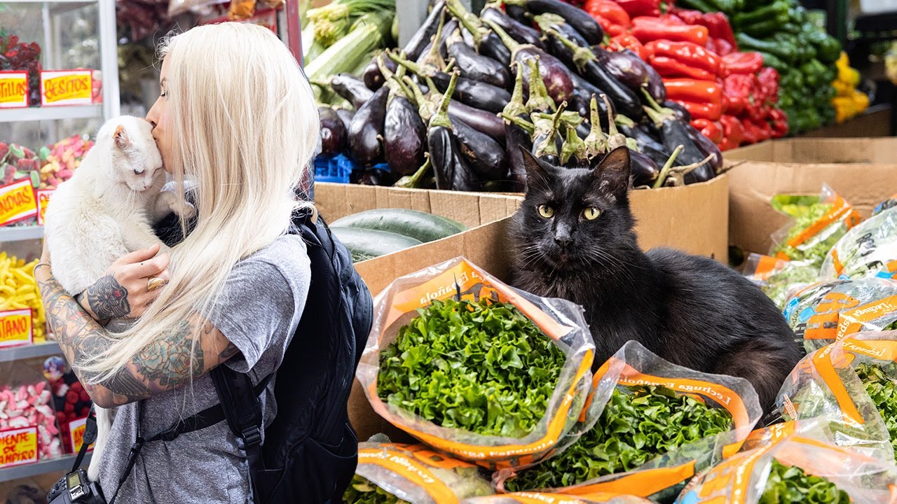 The Amazing Market Cats of Chile (Gatos de la Vega!)