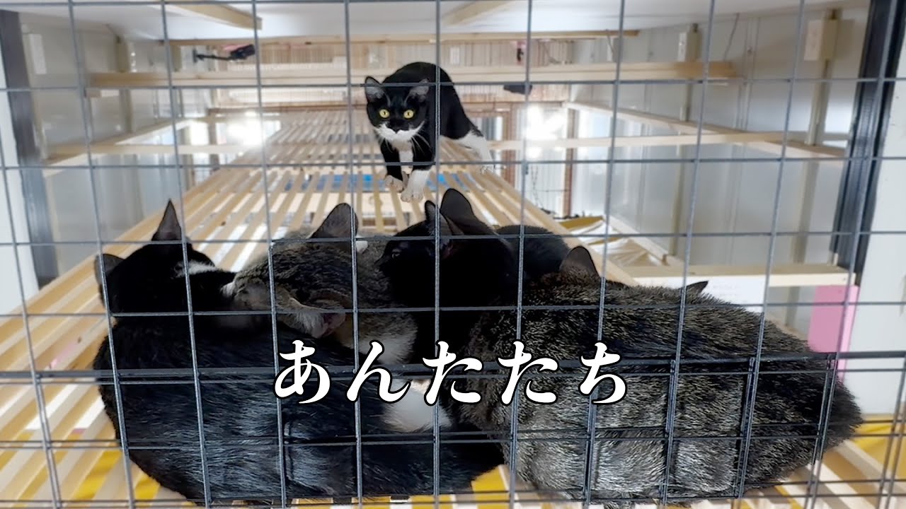 ついにタマがやられた