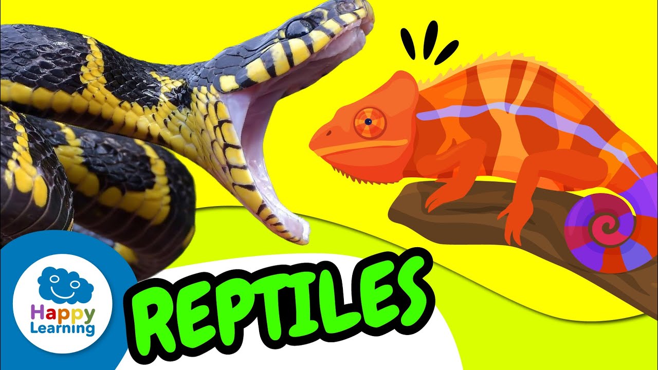 🐊🦎 TODO sobre los REPTILES: Cocodrilos, Lagartos, Serpientes | Vídeos Educativos @Happy Learning Español