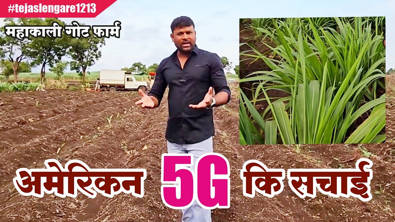 अमेरिकन 5G कि सचाई | अमेरिकन 5G नेपियर |अमेरिकन नेपियर कैसे लगाये | MAHAKALI GOAT FARM #tejaslengare