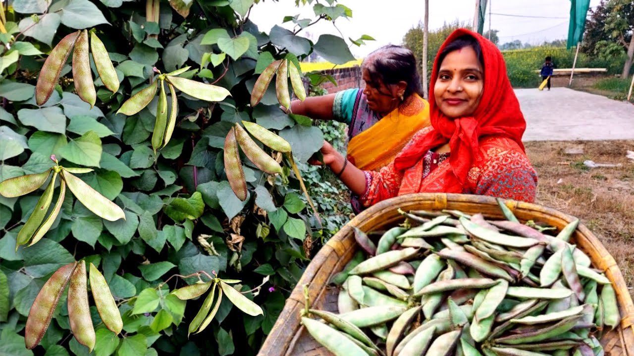 😍आज ढलई भर के गुलाबी 🌱सेम निकल जायेगा 🤔सोचा न था 🌺Village Life Vlog | Anishka Village Lifestyle Vlog
