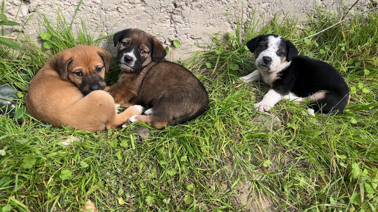 Güneşlenip Uyuyan Yavru Köpekler Bizi Görünce Şaşırdı 🐶