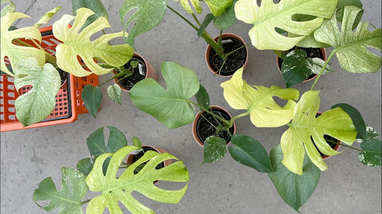 薄荷龟背or白怪兽，补货！洒金龟背$19.9/ monstera mint/ monstera Thai