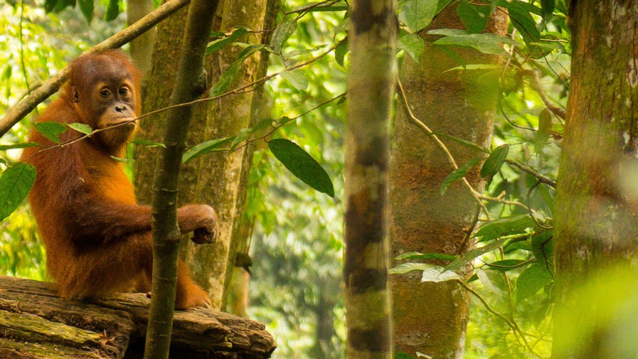 Sumatra 2019