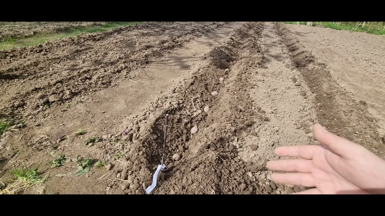 Burgonya vetése és a kerti talaj trágyázása