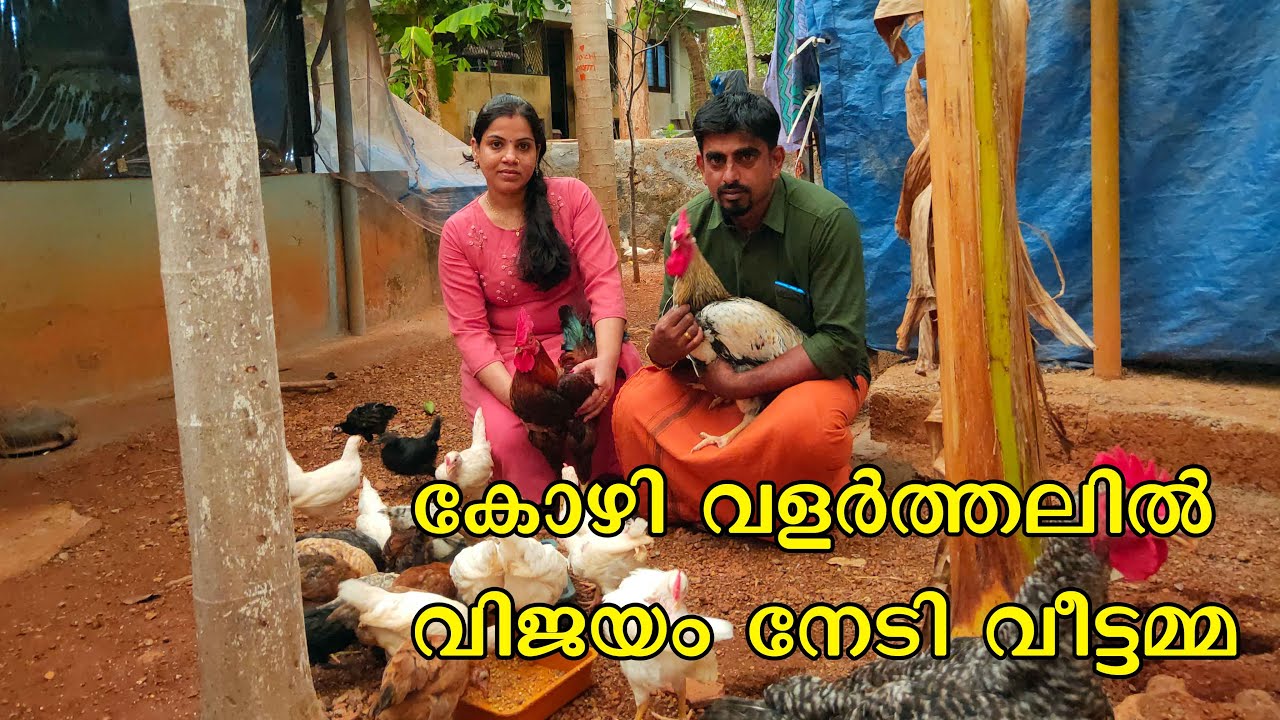 അടുക്കളമുറ്റത്തെ കോഴി വളർത്തൽ I poultry farming I kozhivalarthal I chicken farming