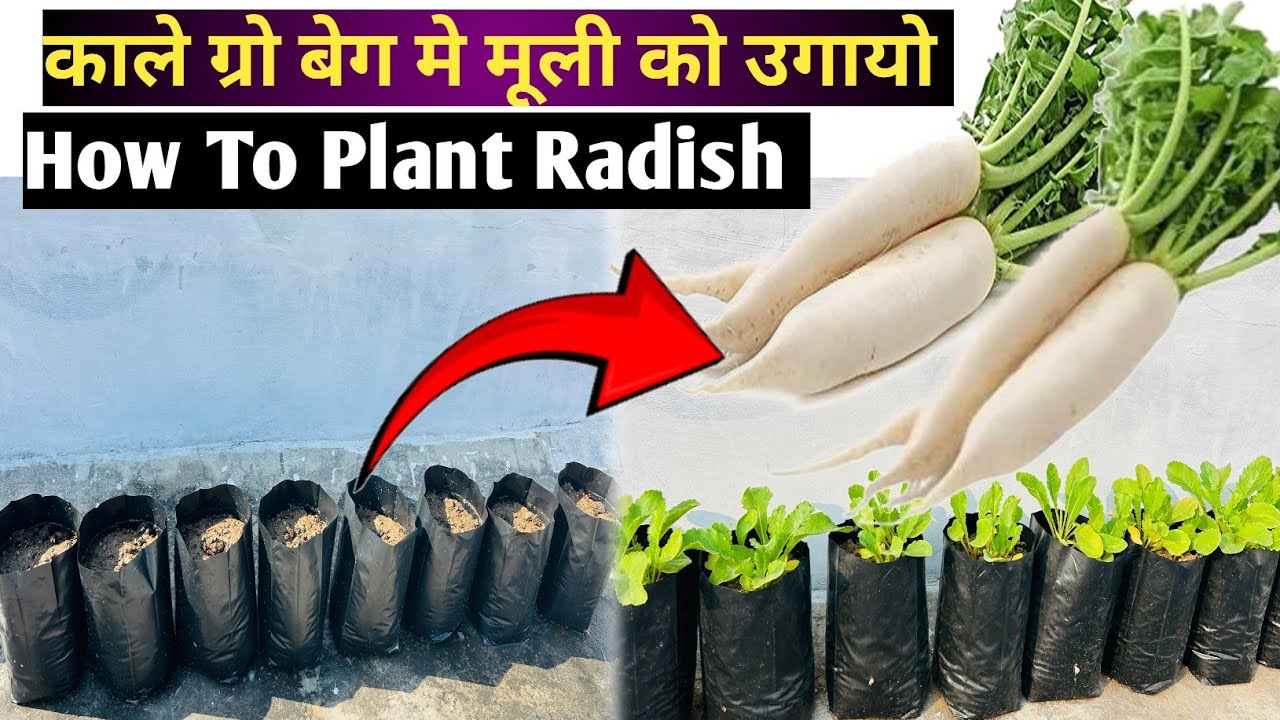 घर की छत पर उगायो मूली | How To Plant Radish | Rooftop Kitchen Gardening | plants lover udaipur | 