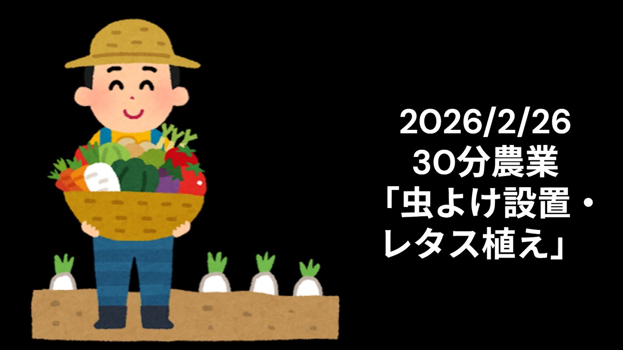 【30分農業】自分の畝に初水やり！＆モンシロチョウ対策の網張りとレタスの秘密【2026.2.26】
