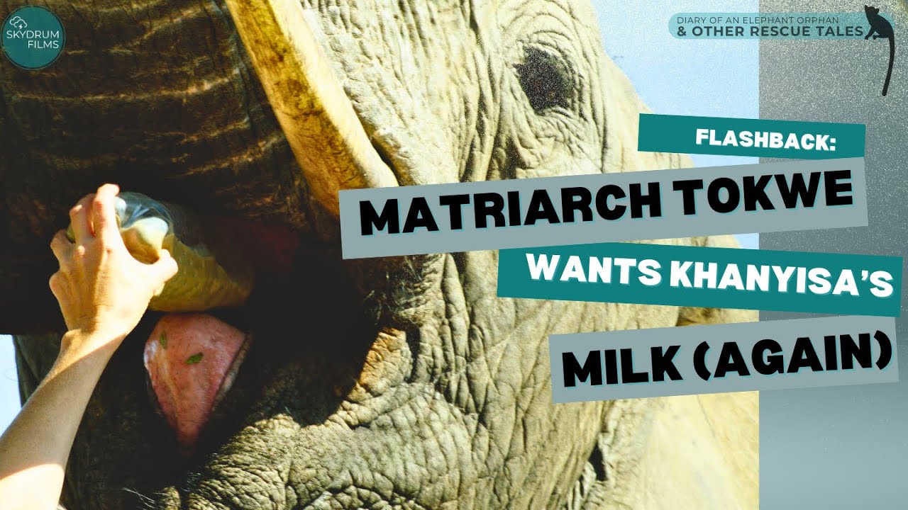 Flashback when matriarch Tokwe wanted to taste Khanyisa's milk (again)