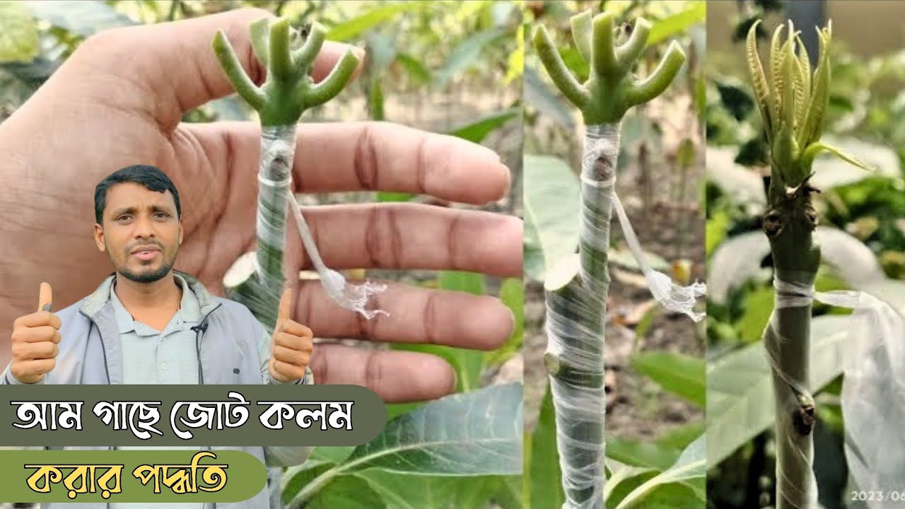 Multi Grafting | আম গাছের জোট কলম করার সঠিক পদ্ধতি