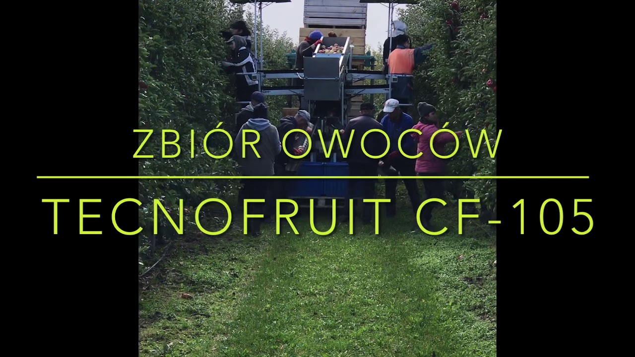 Zbi&oacute;r jabłek/ apple picking/ harvest/ frumaco tecnofruit cf-105