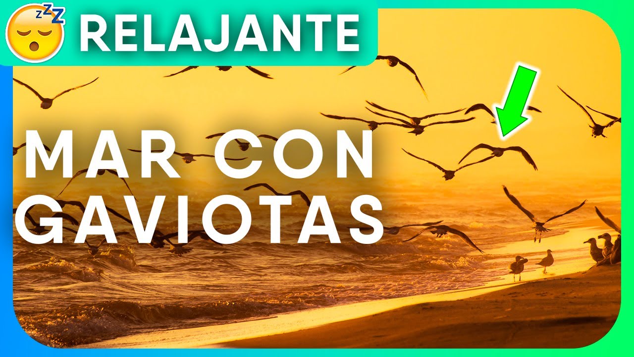 🌊 Sonido RELAJANTE de las Olas del MAR con GAVIOTAS 🐦 Playa y Océano para Dormir y Relajarse