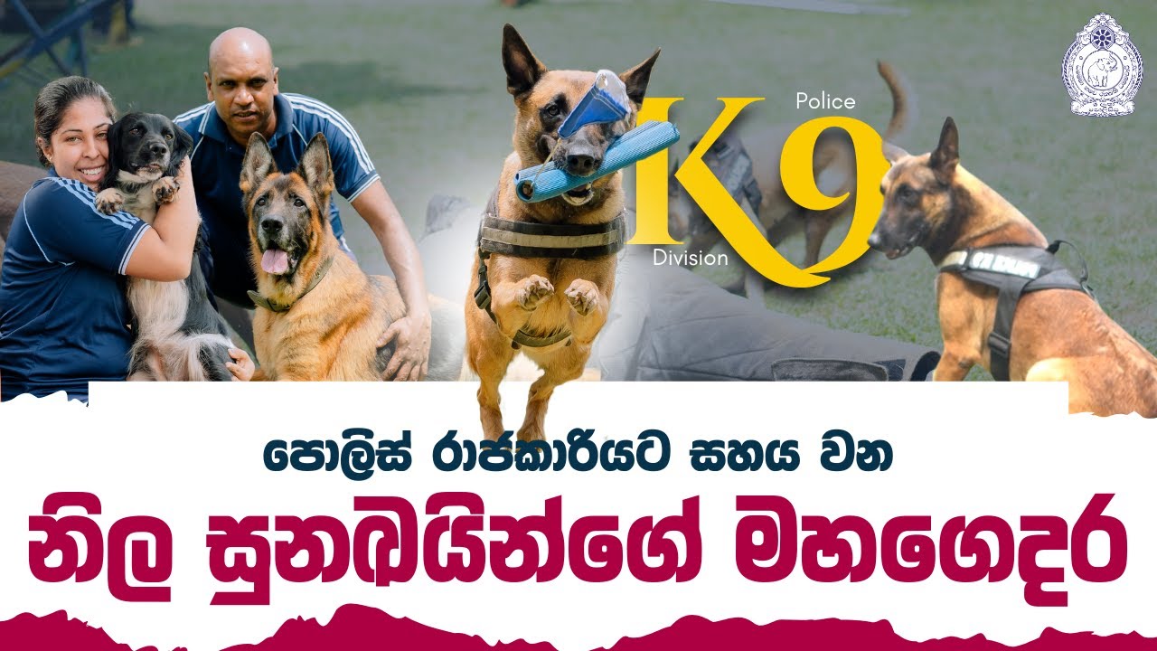පොලිස් රාජකාරියට සහයවන නිල සුනඛයින්ගේ මහගෙදර