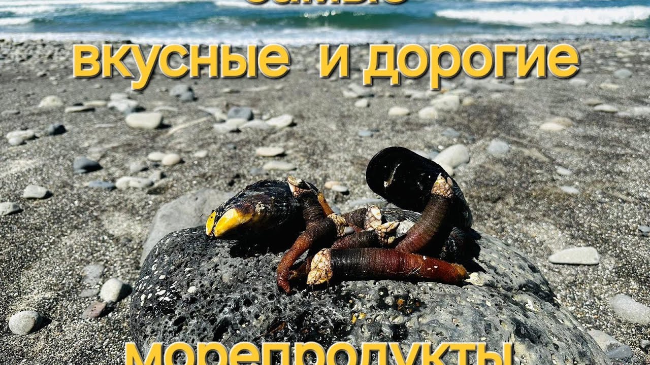 Самые вкусные и дорогие море продукты!!! Готовим и пробуем! Мидии и морские уточки!!!