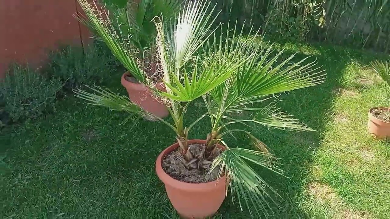 Washingtonia. Palmy na wschodzie Polski 😉💪🌴 🌱