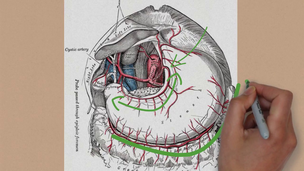 Descomplicando ANATOMIA: Artérias do abdome