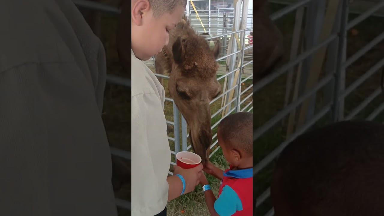 Feeding Camels. Riding elephants at petting zoo bird show