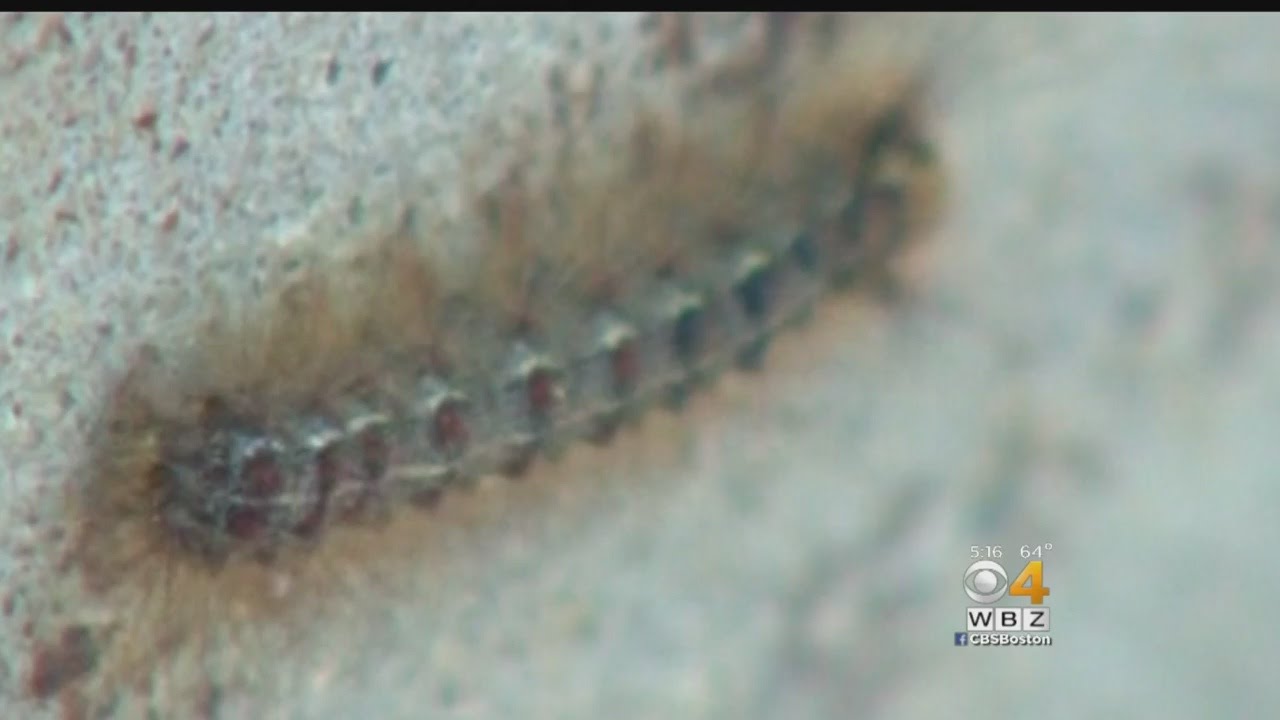 Gypsy Moth Caterpillars Causing Rash Similar To Poison Ivy