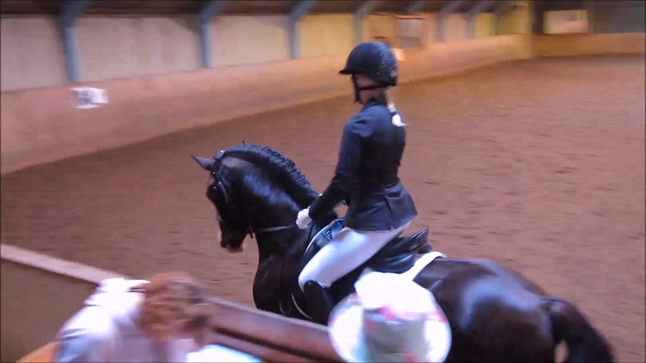 Welsh Cob hingsten Hällebo Meriadoc KWD77 vinner LB:1 & Welsh-SM/Welshmästerskapet på 79%!