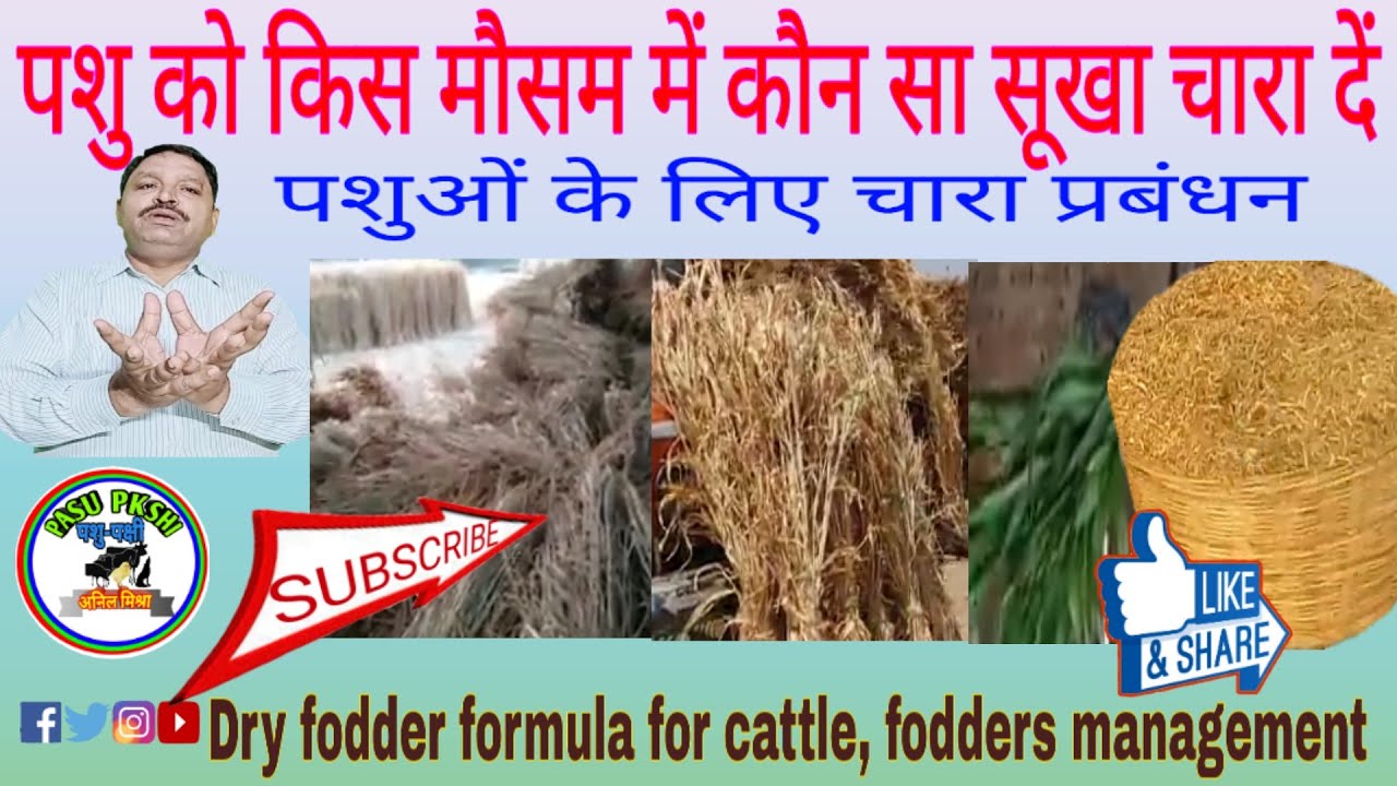 Dry fodder formula for cattle | fodders managment | चारा प्रबंधन | सूखा चारा | हरा चारा | feed