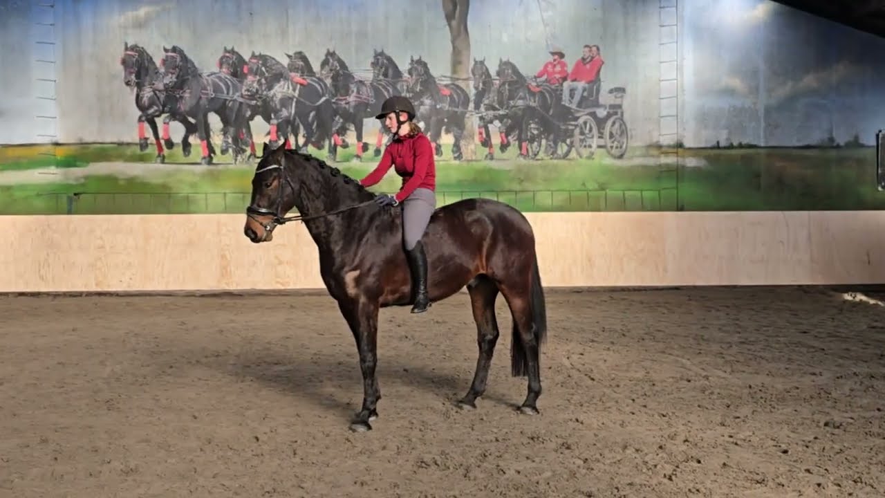 Stal Okkema's Lieuwe - Floid XX26 x Sam R - Gelding - 2021 - 1.68 m