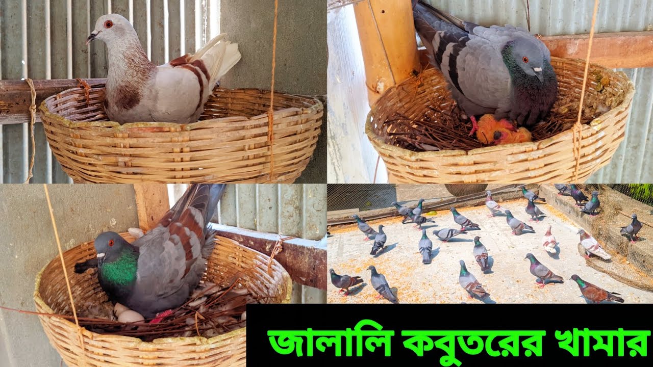 কিভাবে জালালি কবুতর পালনে আয় করবেন জেনে নিন ২০ বছরের পুরাতন খামারির কাছে থেকে | কবুতর পালন পদ্ধতি