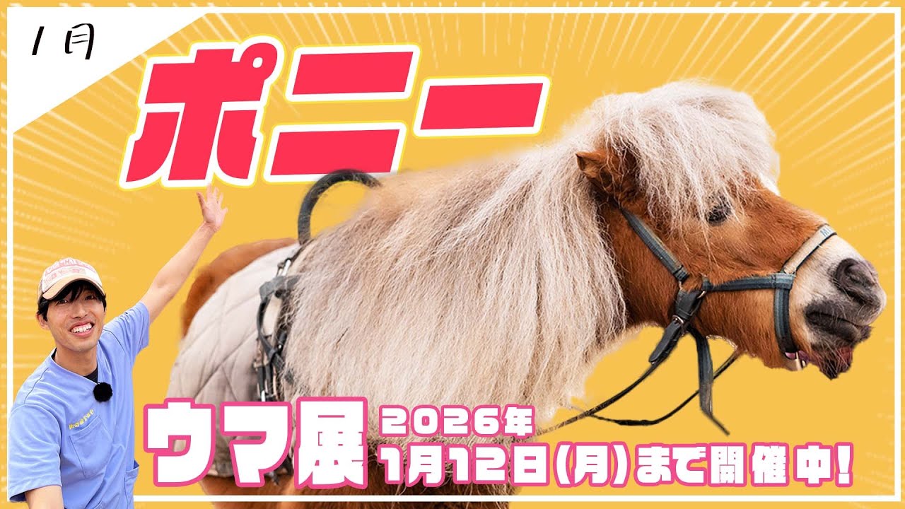 【宇都宮動物園】年末年始も休みなく営業中！干支・午年にポニーをご紹介！性格・特徴・乗馬体験までわかりやすく解説🐴