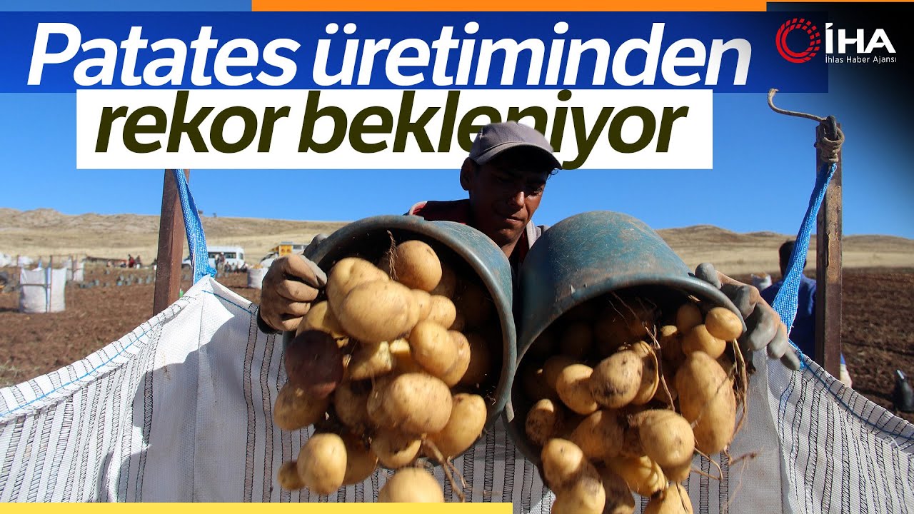Sivas Patates Hasadı Başladı, Rekor Seviyede Ürün Bekleniyor