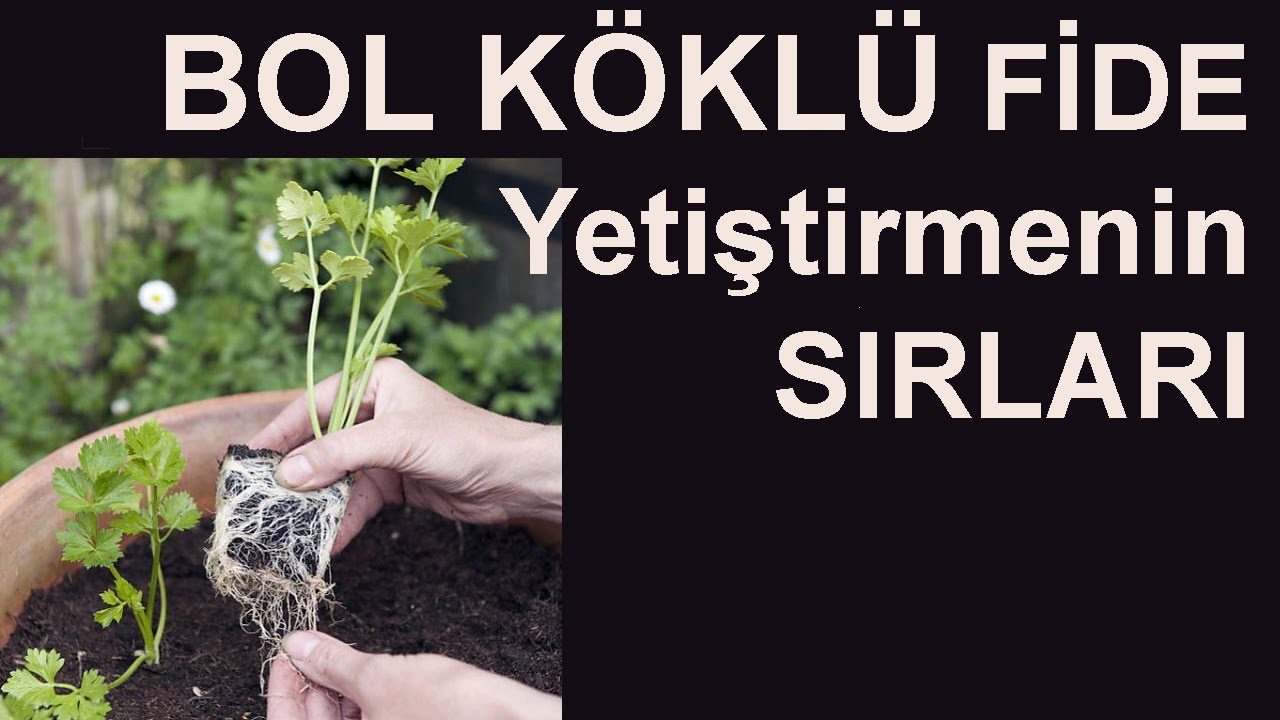 Tohum Çimlendirme Nasıl Yapılır