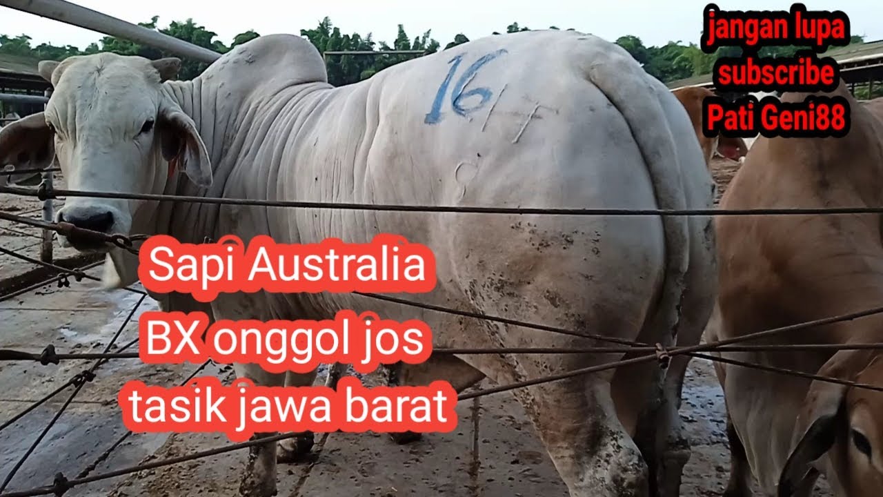 SAPI BX