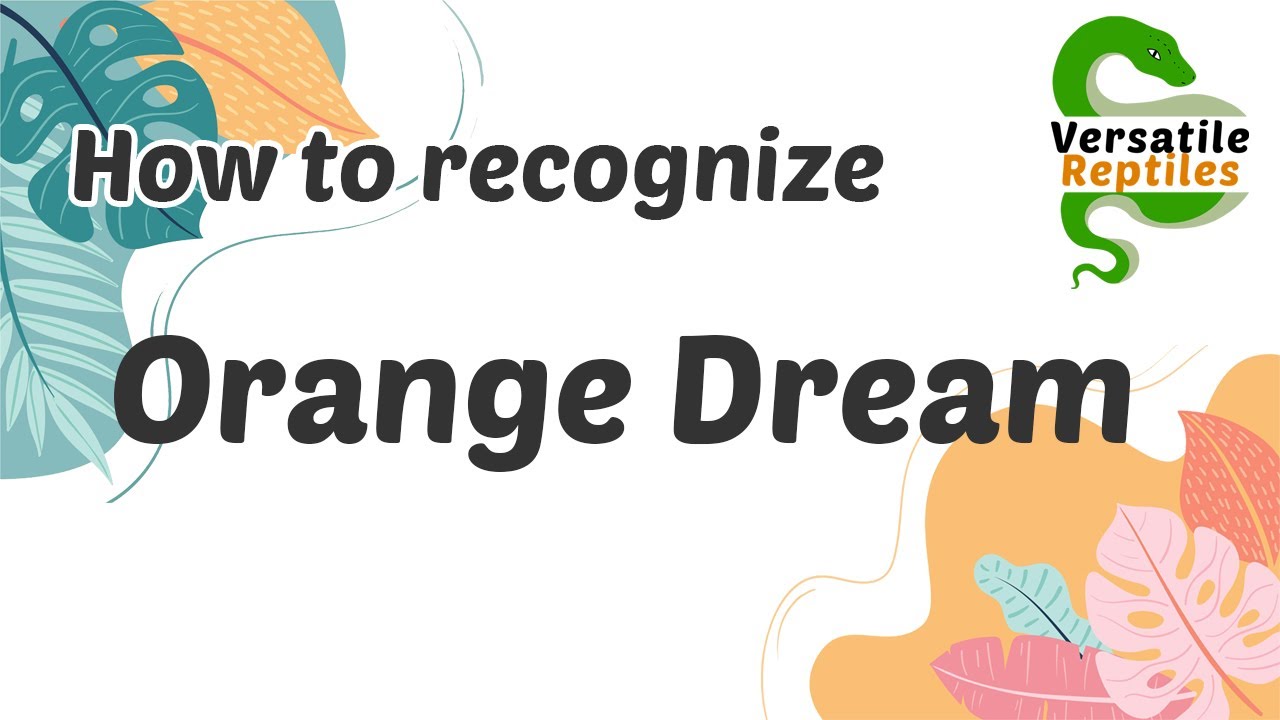 Recognizing Orange Dream in Ball Pythons