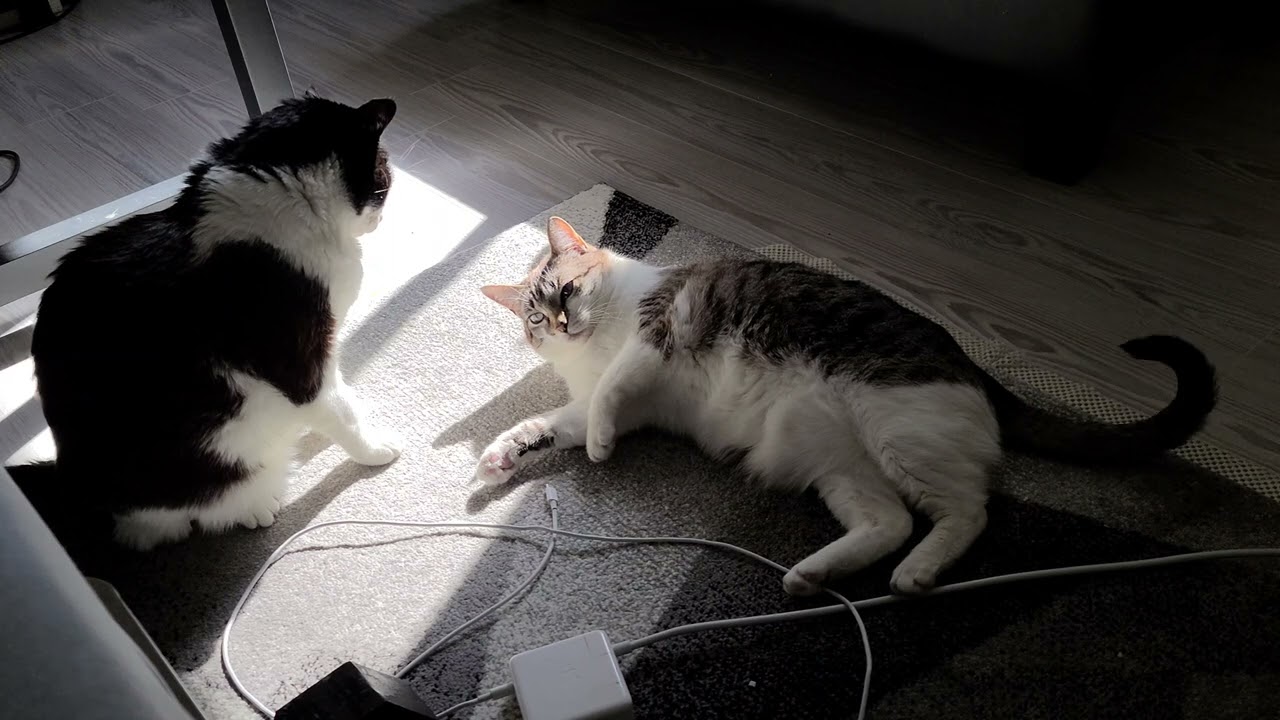 If I act cute, he won't attack me