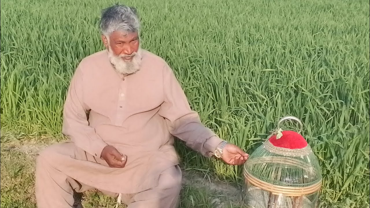 Sindhi Kale teetar ke najle ki khurak