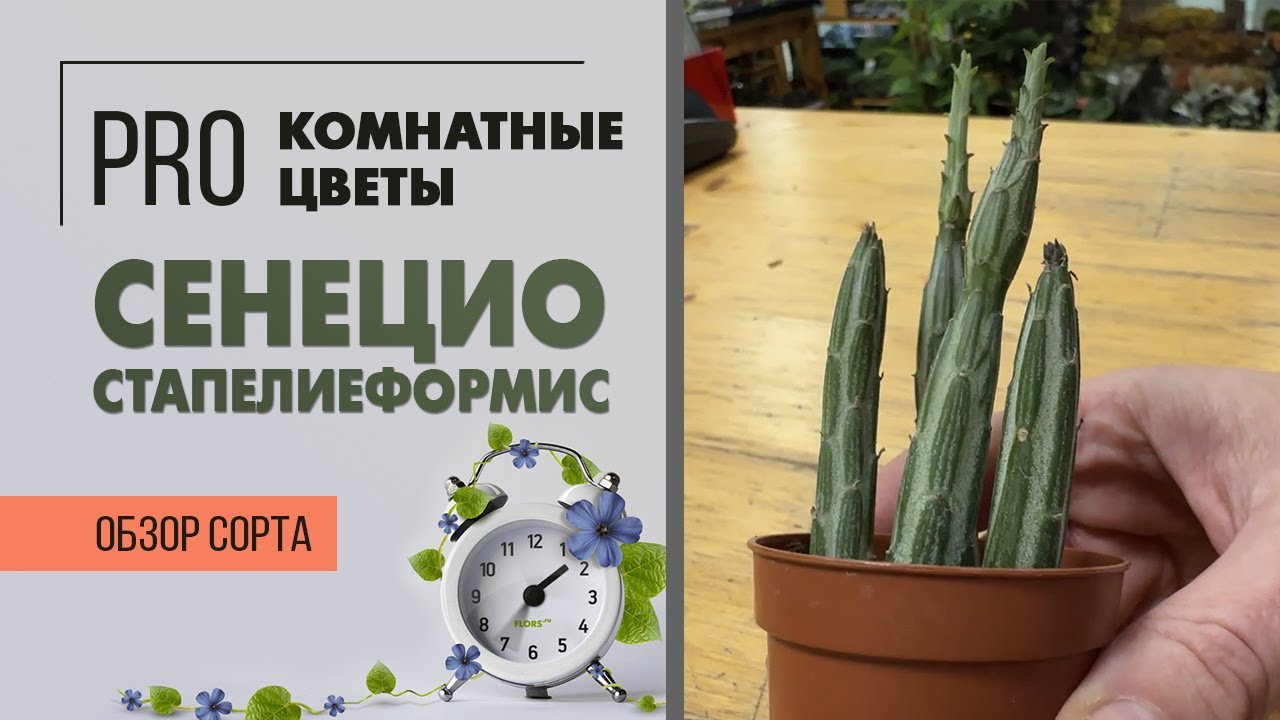 Суккулент Сеницио стапелиеформис. Обзор сорта. Интересный и простой в уходе суккулент.
