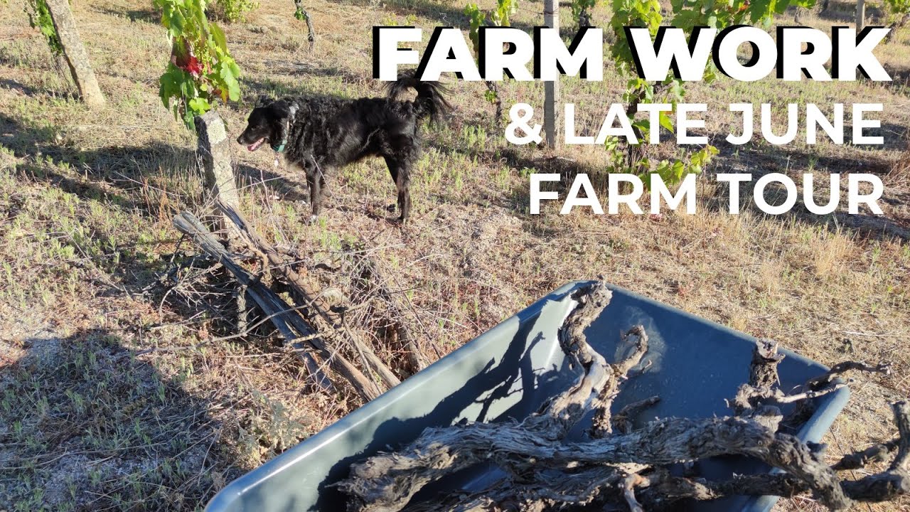 Farm & Trellis Maintenance + Late June Farm Tour | My Central Portugal Farm #31