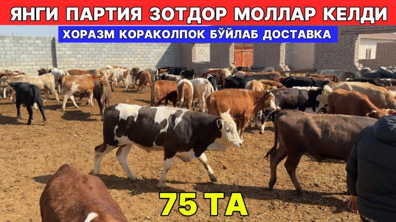 ЯНГИ ПАРТИЯ ЗОТДОР МОЛЛАР КЕЛДИ БОТИР ОҒАНИ ФЕРМАСИ 4-МАРТ СИЗ КУТГАН ВИДЕО !!! ХОРАЗМ БОЗОР