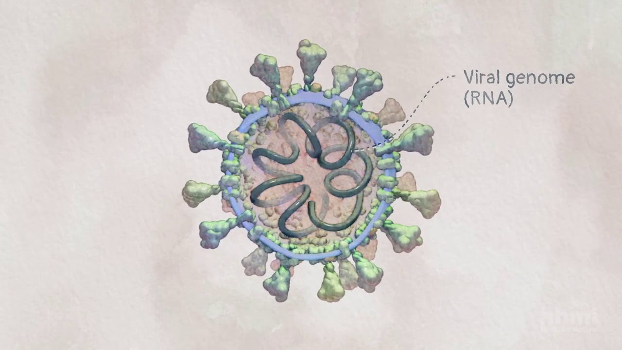 Corona Virus (Covid -19) I Infection Mechanism
