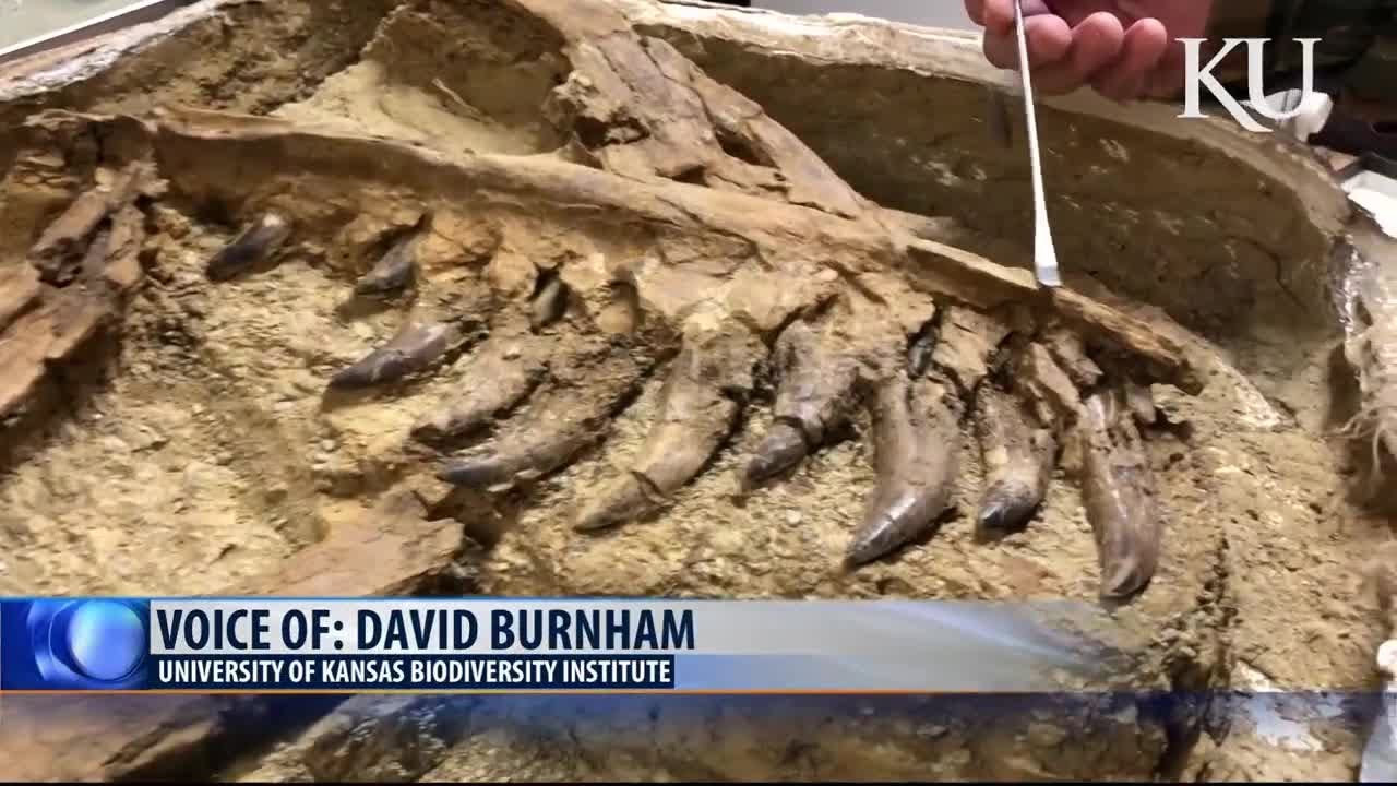 History Channel: Young T-rex found in Montana '1 in 100 million' discovery