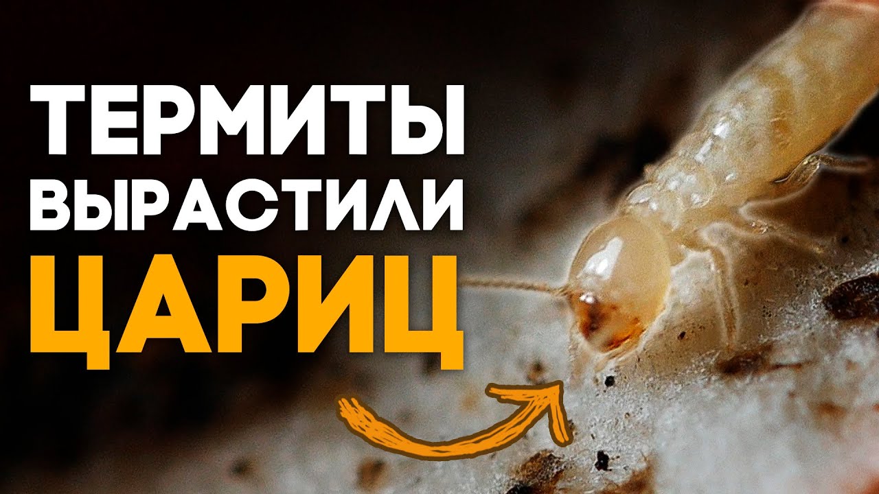 ЧТО СЛУЧИЛОСЬ С ТЕРМИТАМИ СПУСТЯ МЕСЯЦ? ПРОДОЛЖЕНИЕ БОЛЬШОГО ЭКСПЕРИМЕНТА! \\ Димон и пумба