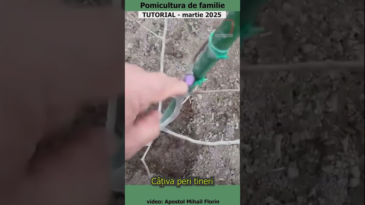 Pomicultura de familie - Câțiva peri tineri
