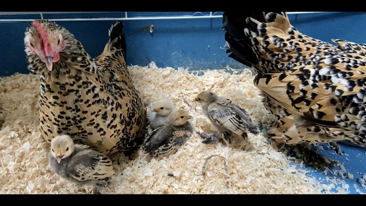 *3 Week Old* Bantam Chicks | Lemon Millefleur Sablepoot Bantams | Bantam Chicks Update | Cute Chicks