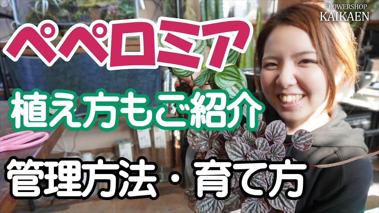 ペペロミア　育て方・管理方法　植え替え方法　ポイント【おうちでガーデニング】開花園チャンネル
